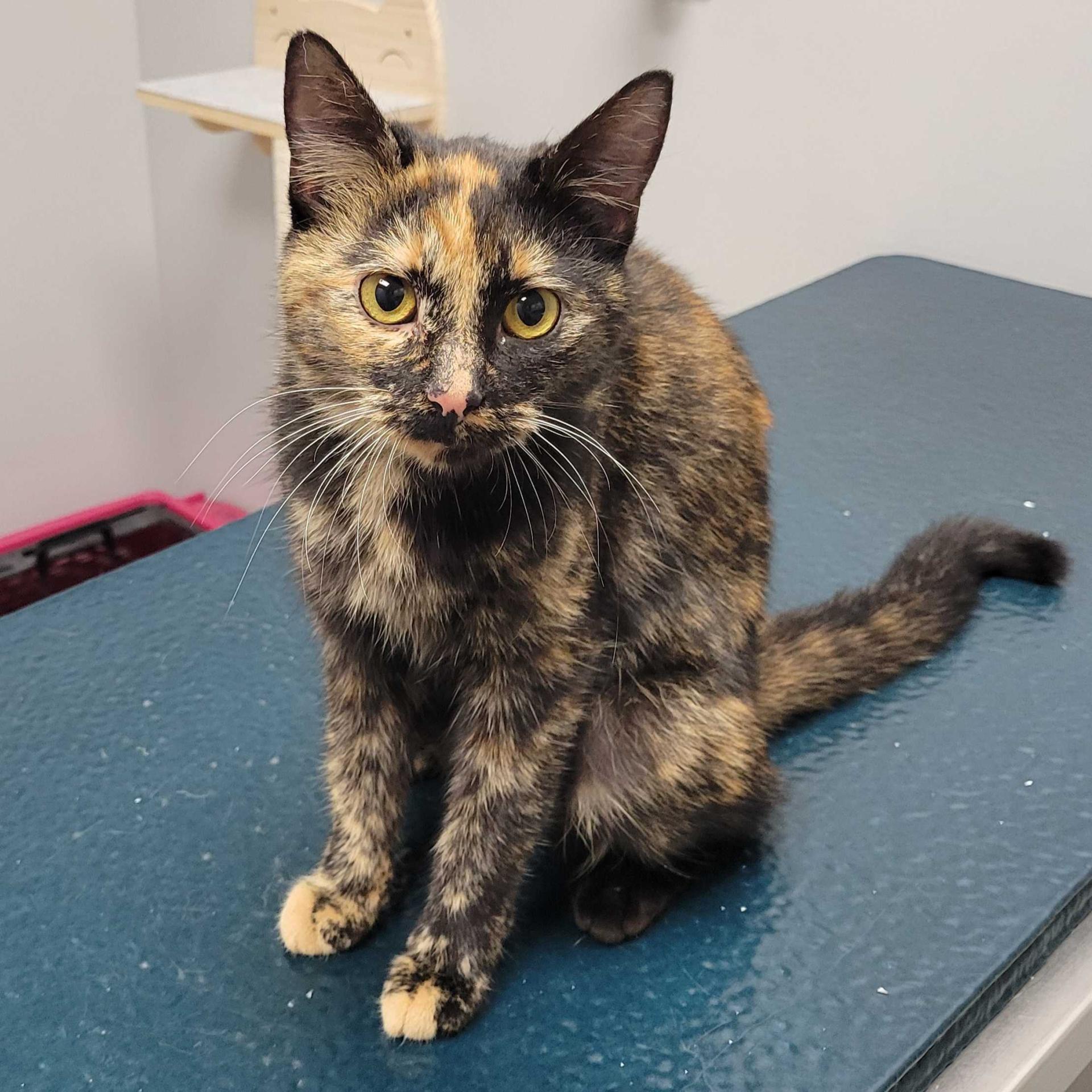 Cat Fleas and Ticks Cat