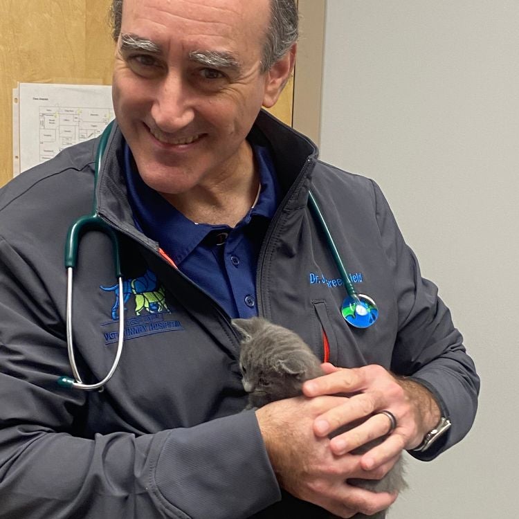 Cat Lab Work DPVH Dr. Greenfield and Kitten