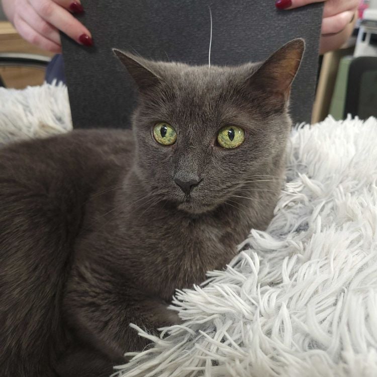 Cat Senior Care Mabel, our Senior Clinic Cat