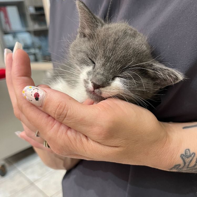 Cat Spaying and Neutering Kitten