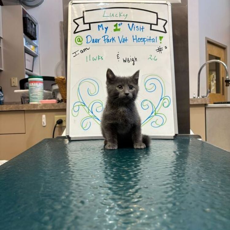 Cat Wellness Exam Lucky the Kitten