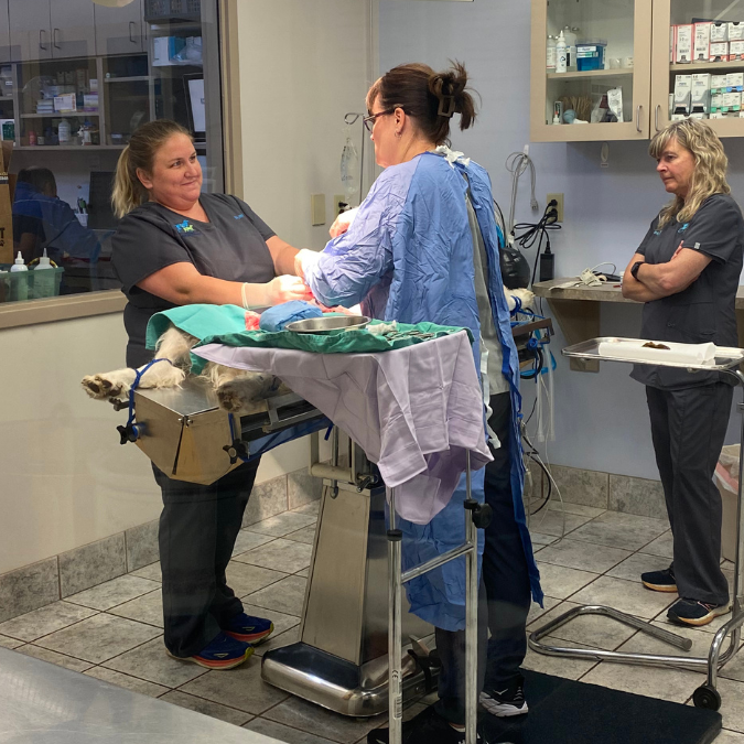 Surgery Dr. Natale and Elli performing a sugery