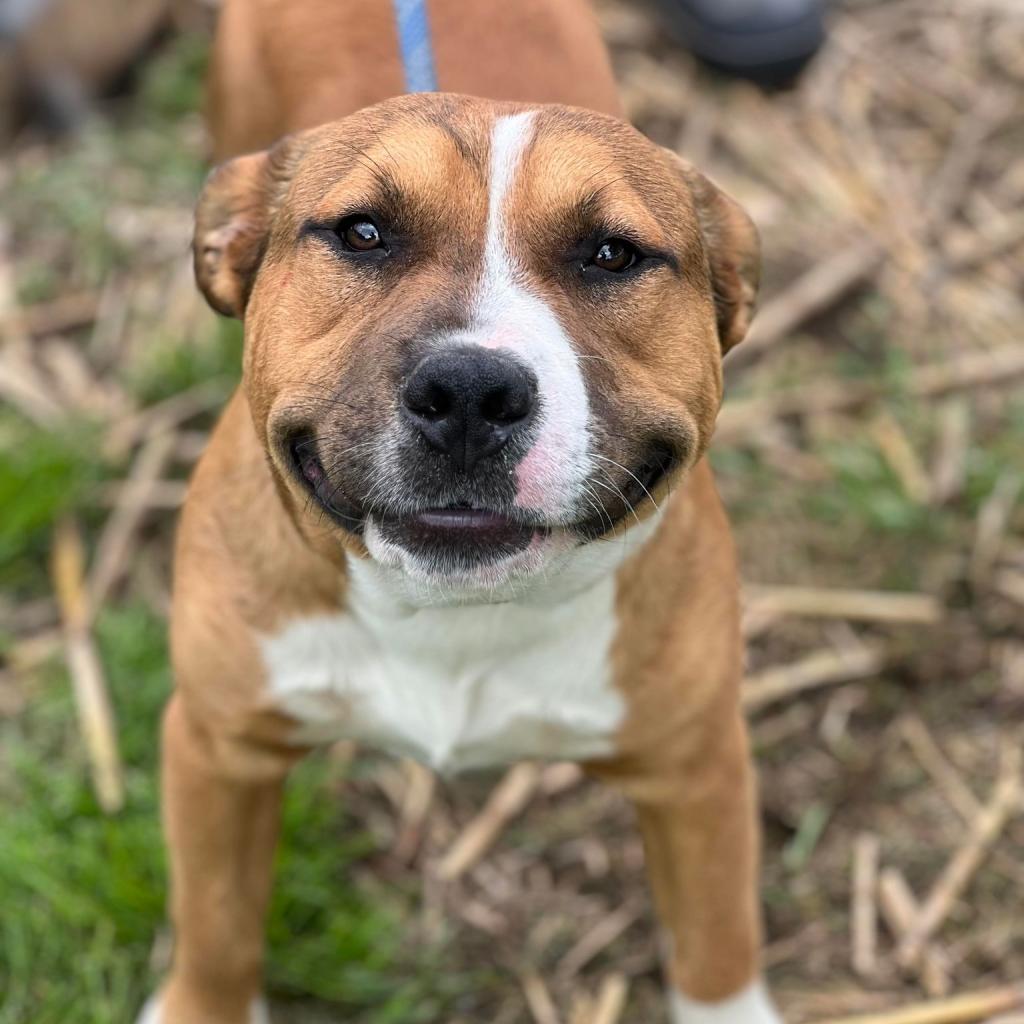 Cletus the 1 year old Boxer Mix