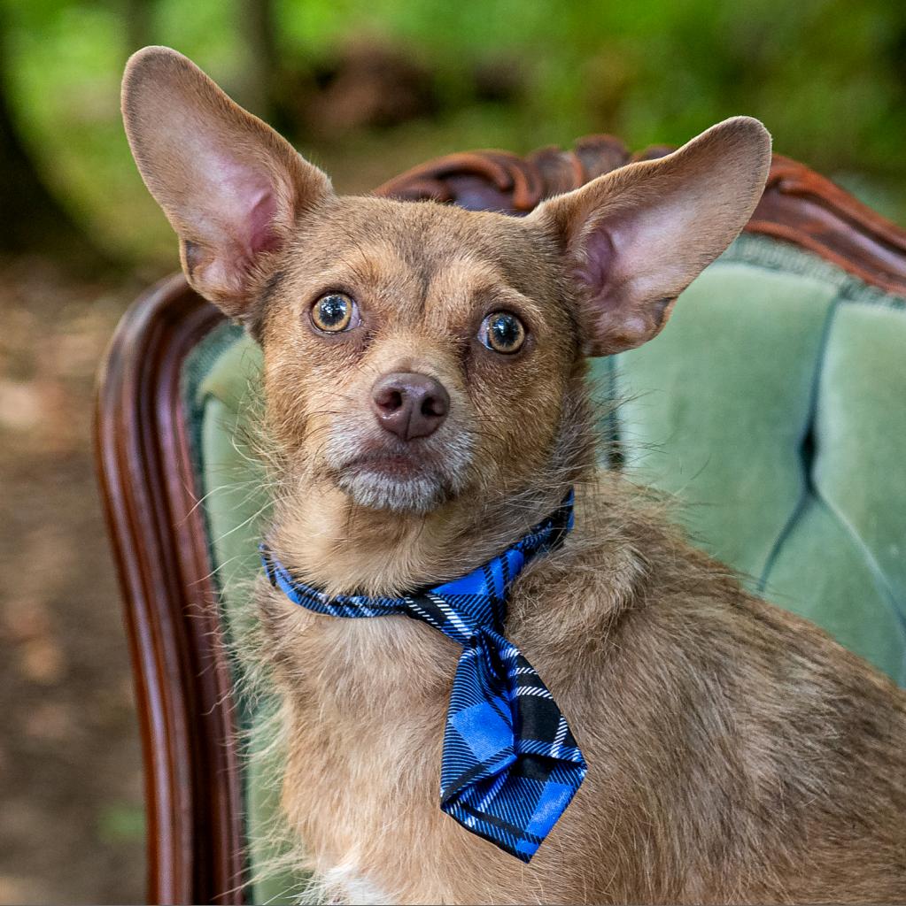 Dobbie the 3 and half year old Chihuahua mix