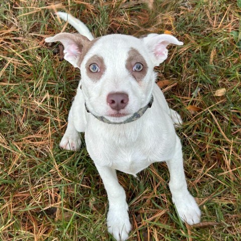 Hanson the 4 month old Mixed Breed Puppy