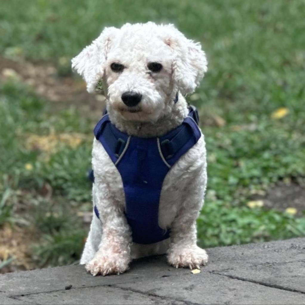 Izzy the 5 year old Bichon Frise 