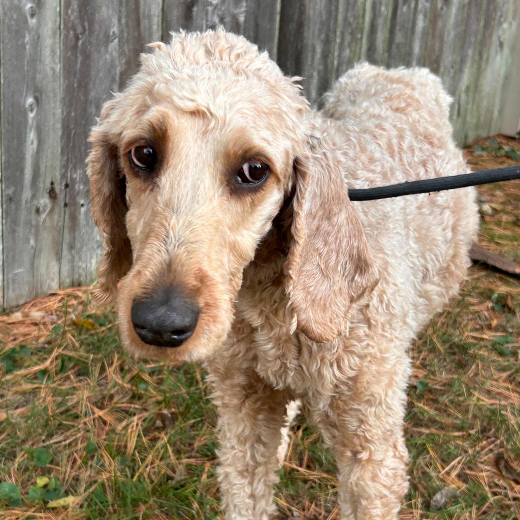 Sloane the 5 year and 6 month old Irish Setter/Poodle mix