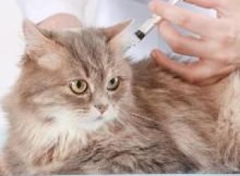 Why Indoor Cats Need Vaccines and Preventative Care, Too!