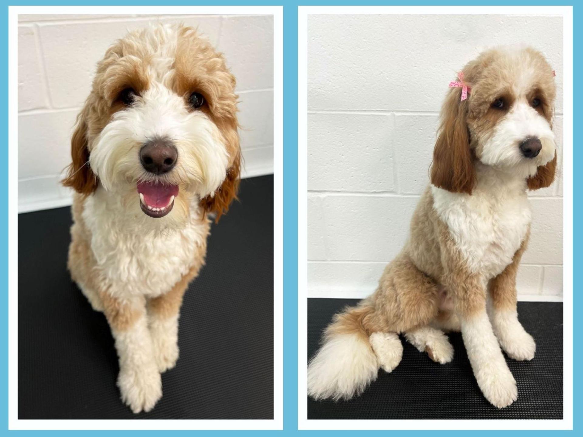 brown and white dog grooming before and after