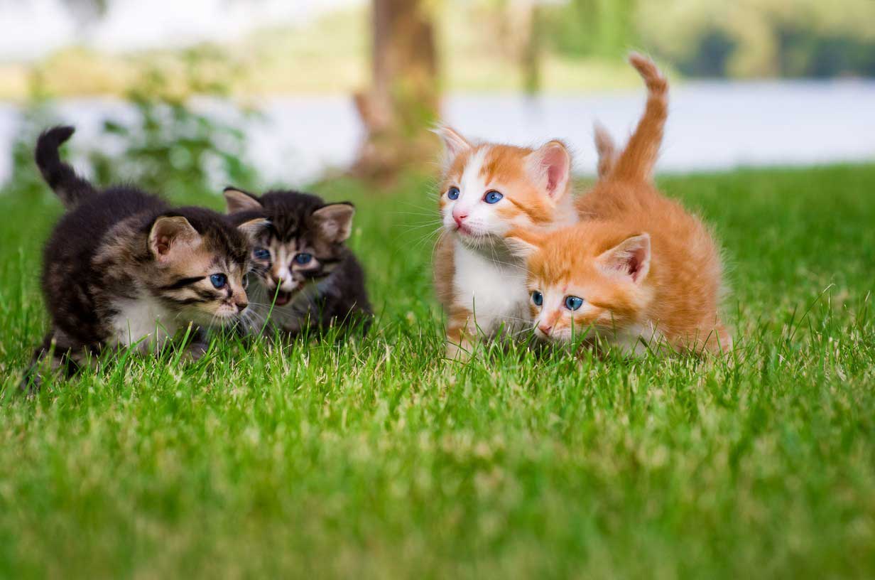 Veterinarian in Blue Ash