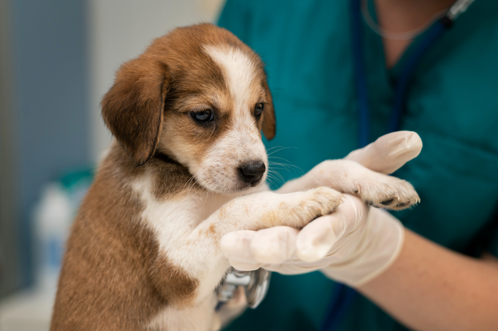 about our veterinary practice  Cincinnati, OH  United States