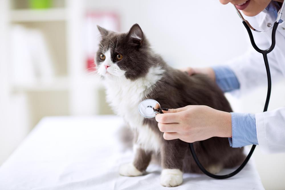 Cat wellness exam at Deer Park Veterinary Hospital