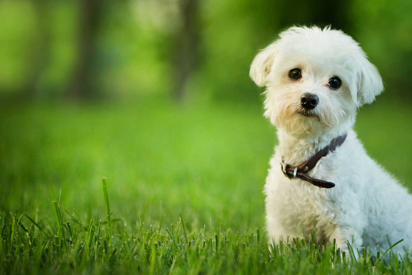 Our Vet Techs have been SCOUTED!