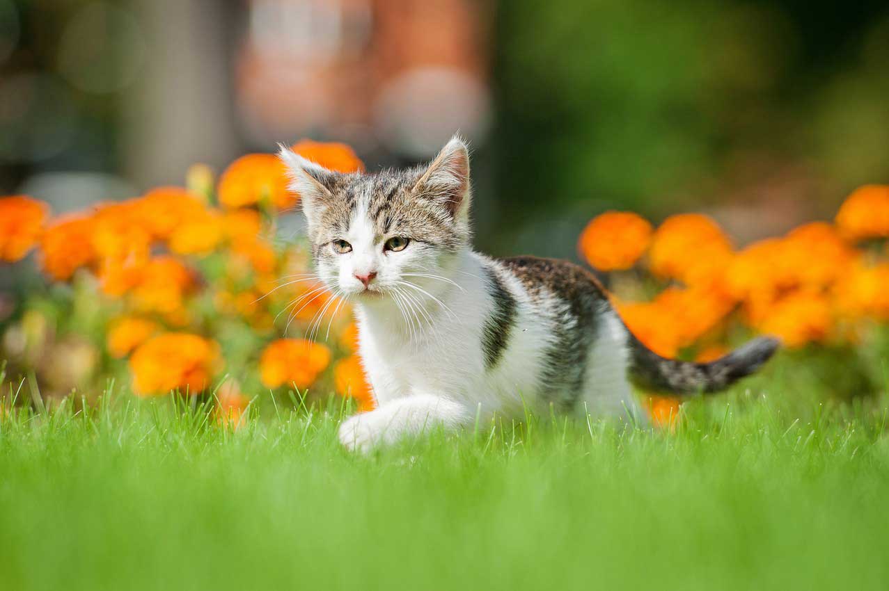Veterinarian in Montgomery