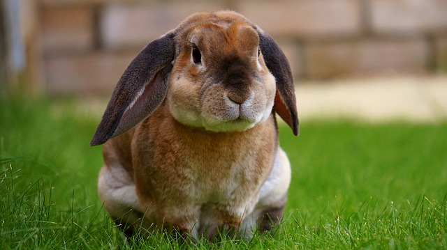 Small Mammals Vet Care