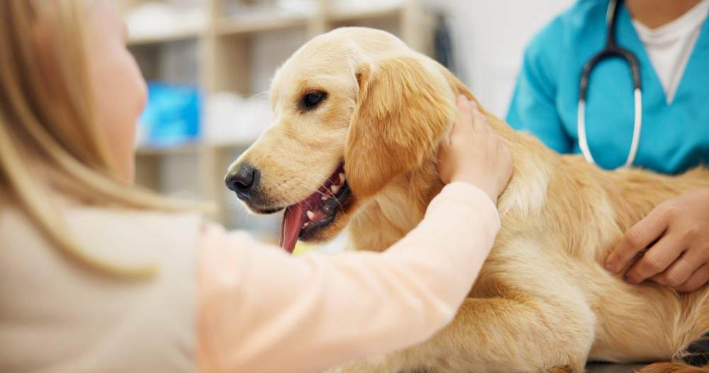 Veterinary services at Deer Park Veterinary Hospital in Cincinnati, OH