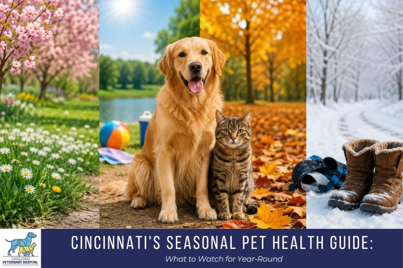 Cincinnati's Seasonal Pet Health Guide: What to Watch for Year-Round