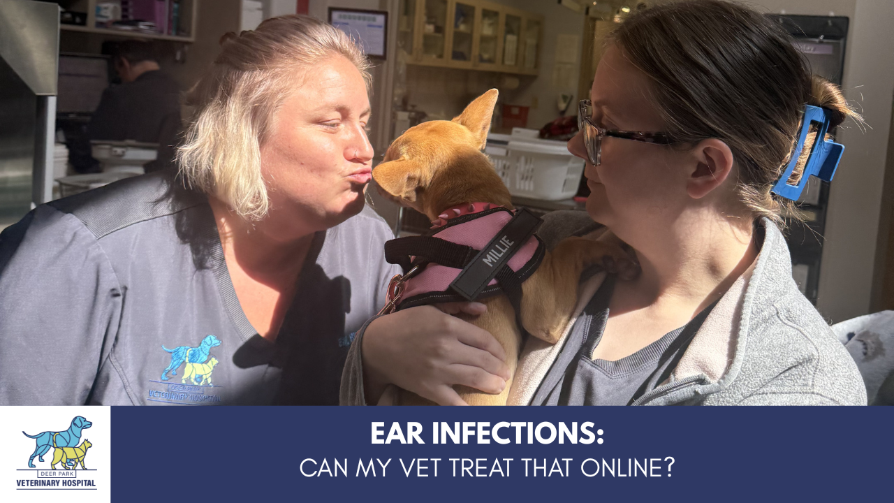 Can my vet treat my pet’s ear infection online?