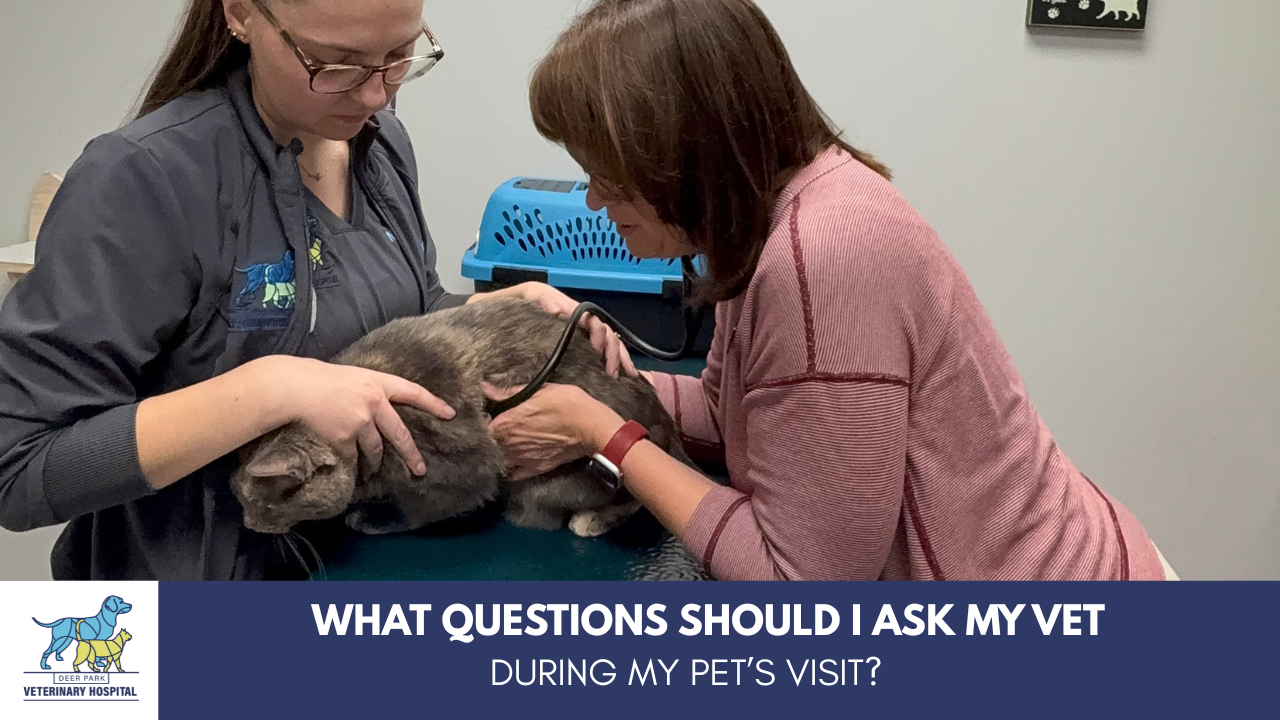 What questions should I ask my veterinarian at my pet’s visit?