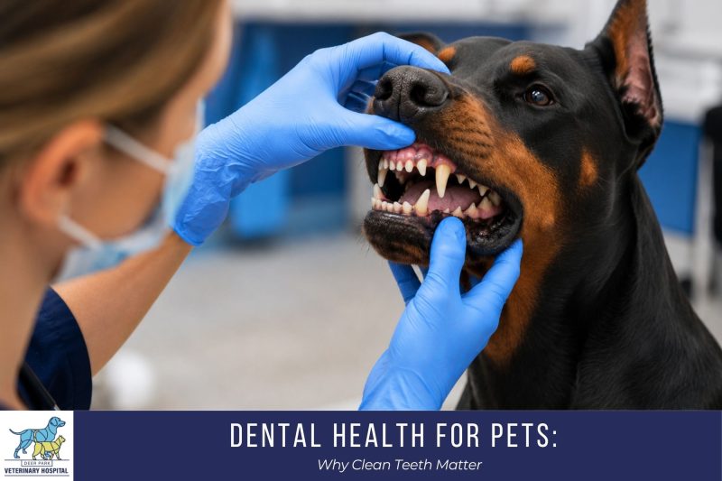 Dental Health for Pets: Why Clean Teeth Matter | Deer Park Veterinary Hospital Cincinnati, OH