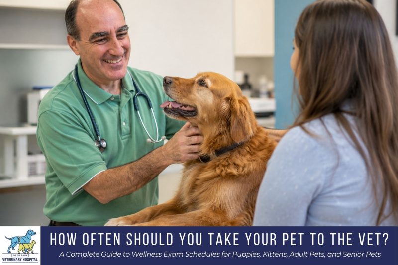 How Often Should You Take Your Pet to the Vet