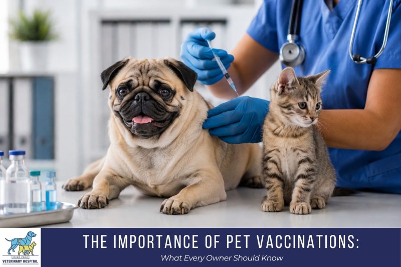 The Importance of Pet Vaccinations What Every Owner Should Know