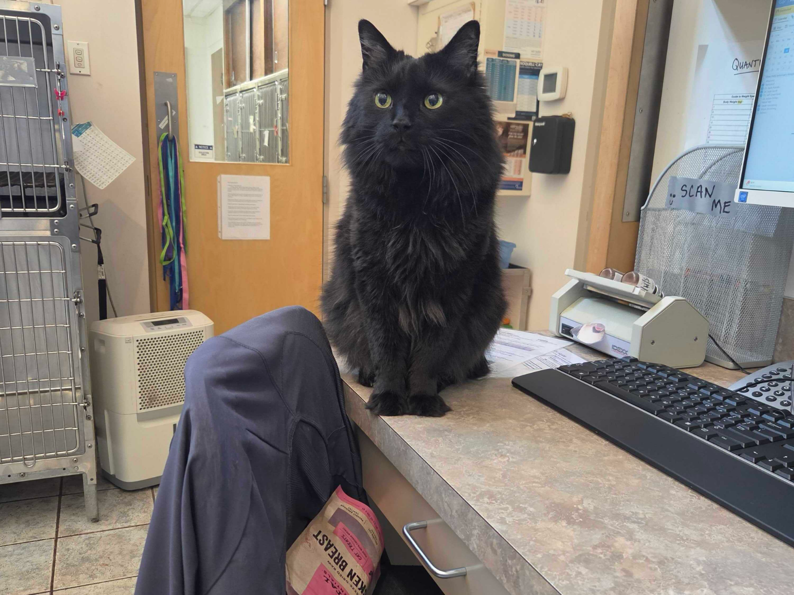 Cat dental care at Deer Park Veterinary Hospital in Cincinnati, OH