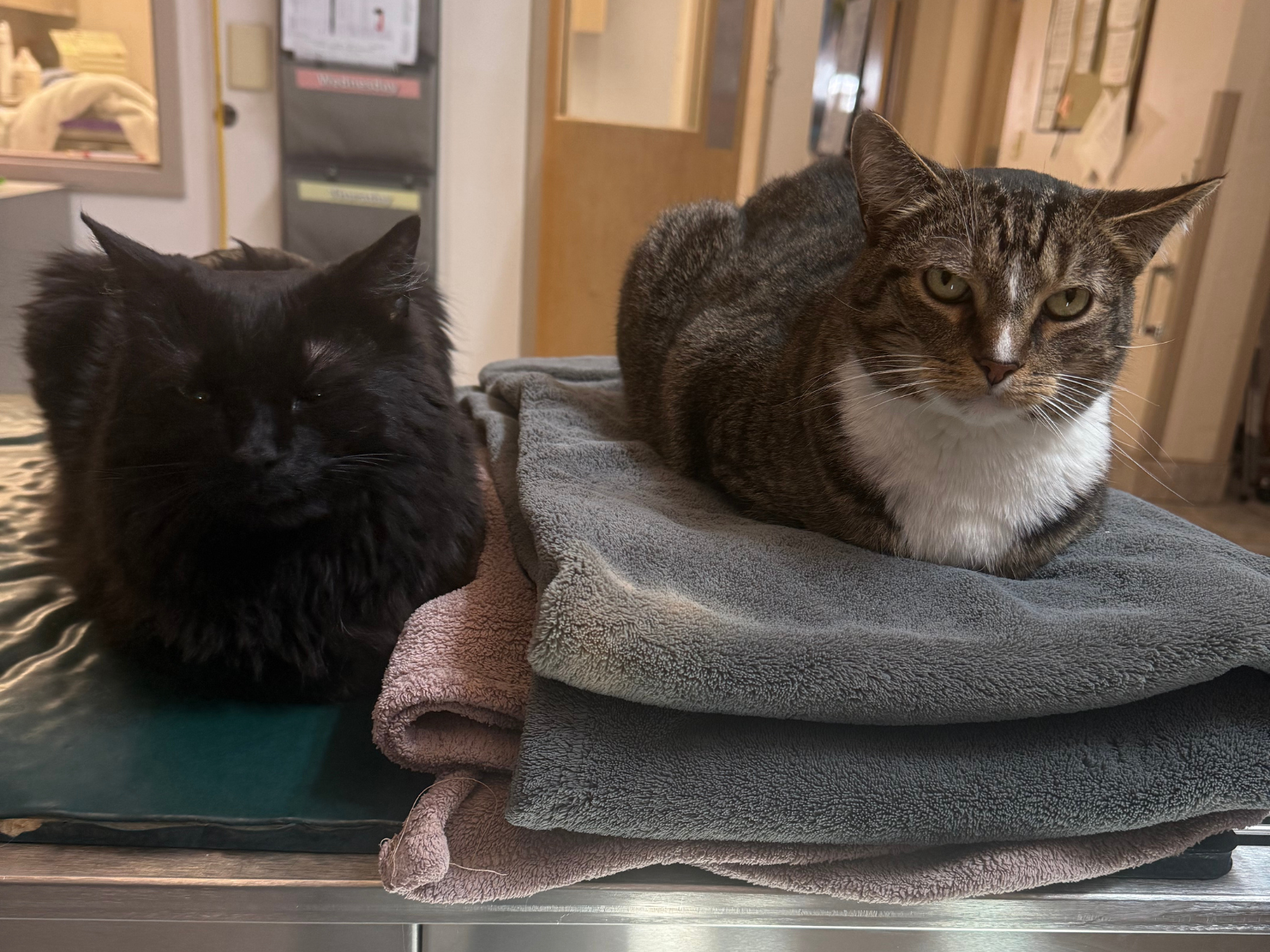 Cat spaying and neutering at Deer Park Veterinary Hospital in Cincinnati, OH