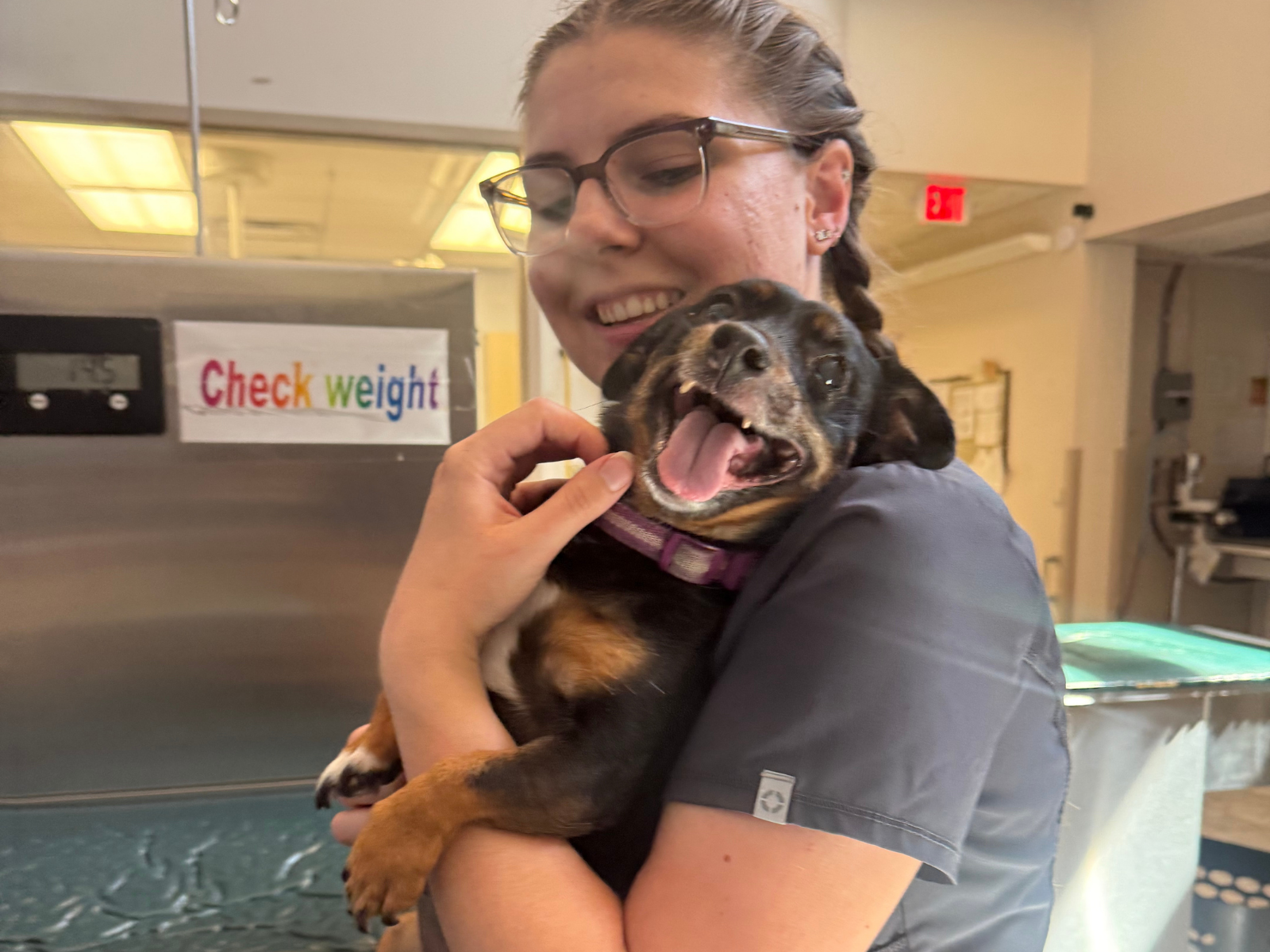 Dog dental care at Deer Park Veterinary Hospital in Cincinnati, OH