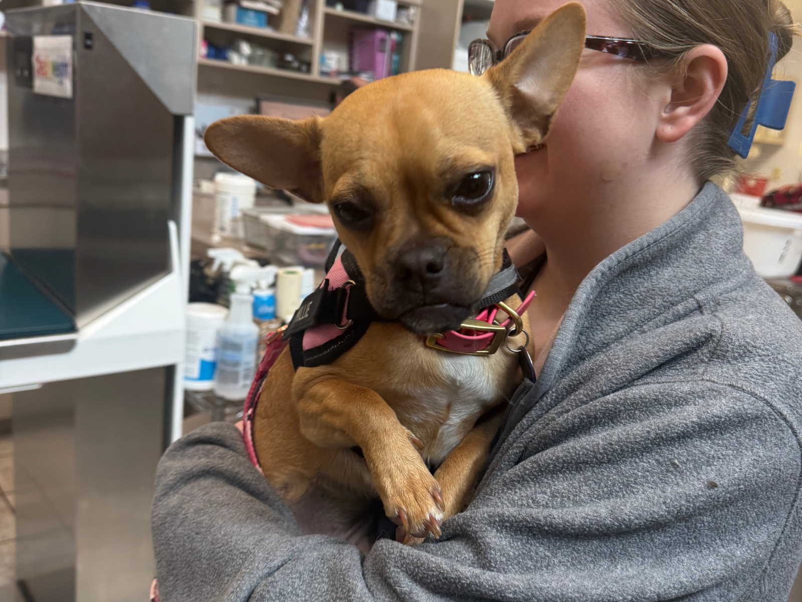 Dog spaying and neutering at Deer Park Veterinary Hospital in Cincinnati, OH