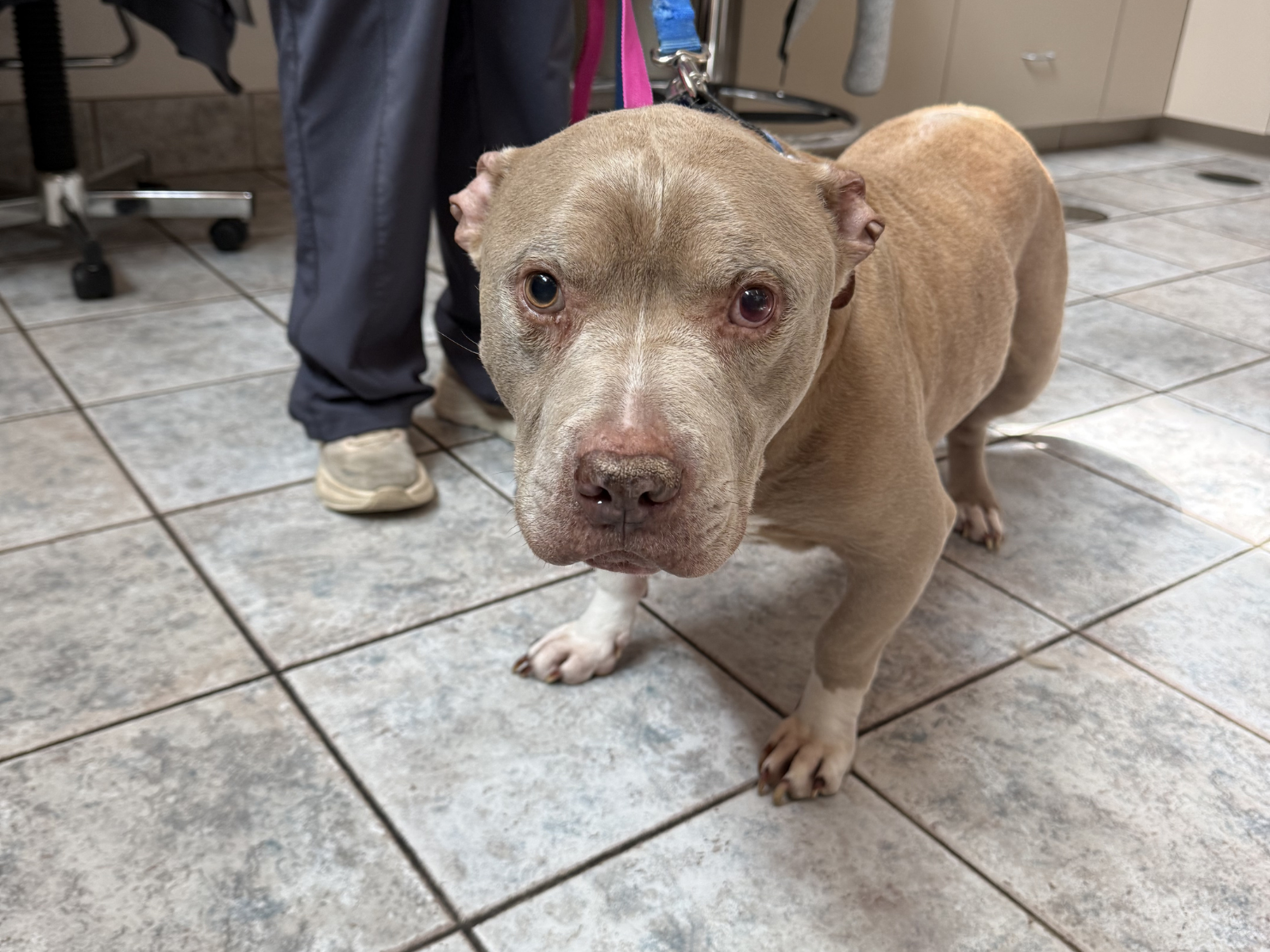Dog wellness exams at Deer Park Veterinary Hospital in Cincinnati, OH