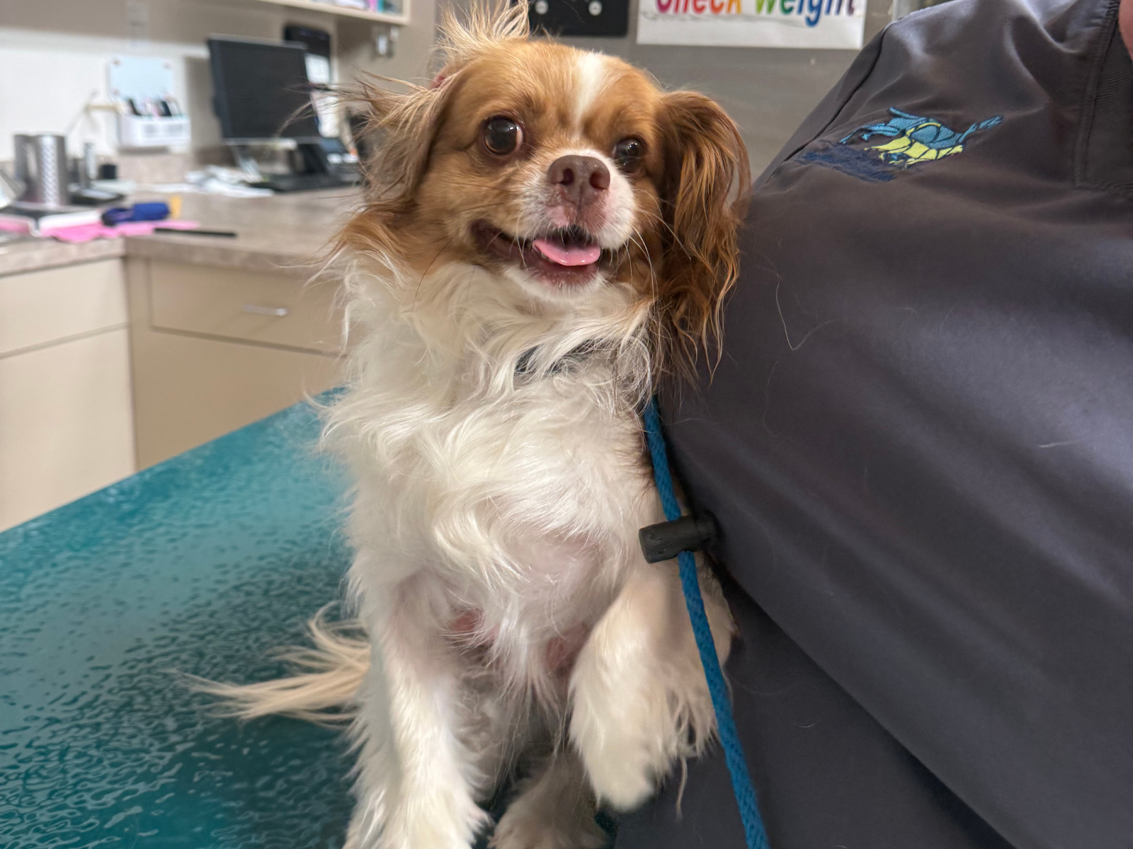 Dog preventive care at Deer Park Veterinary Hospital in Cincinnati, OH