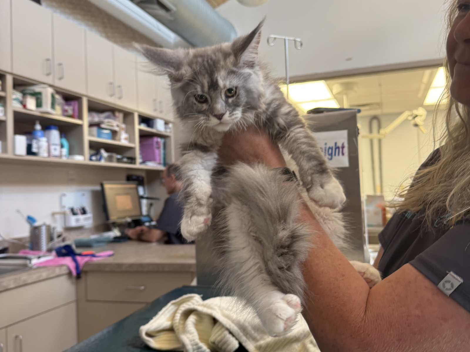 Cat preventive care at Deer Park Veterinary Hospital in Cincinnati, OH