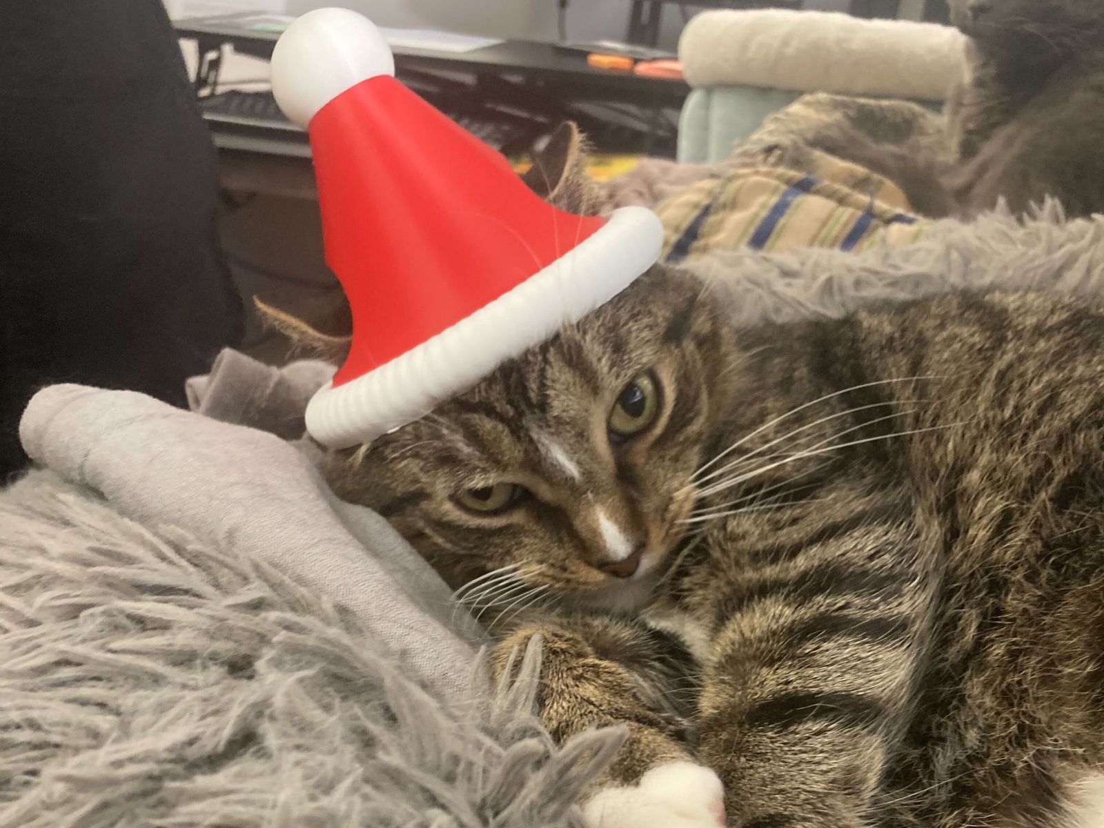 Senior cat care at Deer Park Veterinary Hospital in Cincinnati, OH