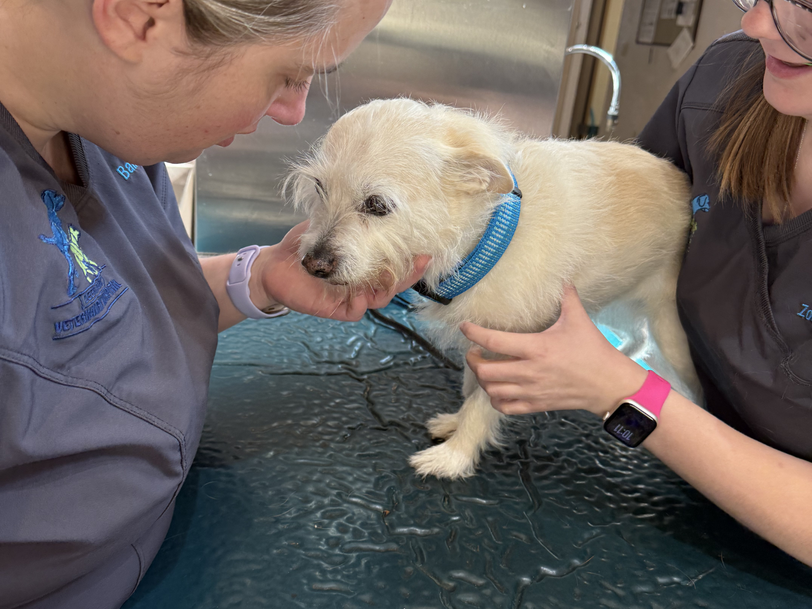 Senior dog care at Deer Park Veterinary Hospital in Cincinnati, OH